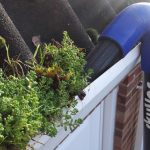 Moss Removal from Guttering